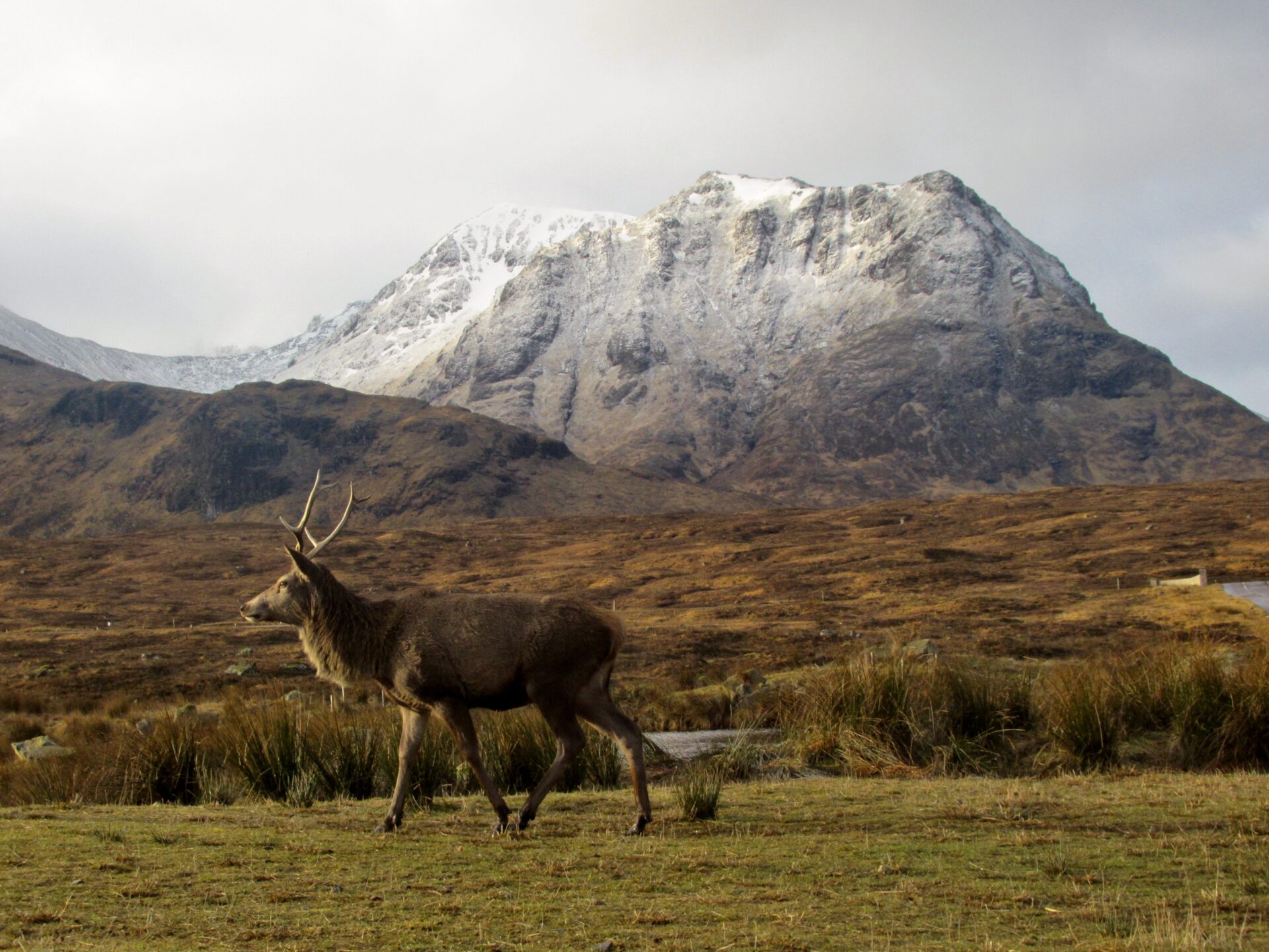 8 Iconic Animals In Scotland s Wildlife Rob Carr Tours