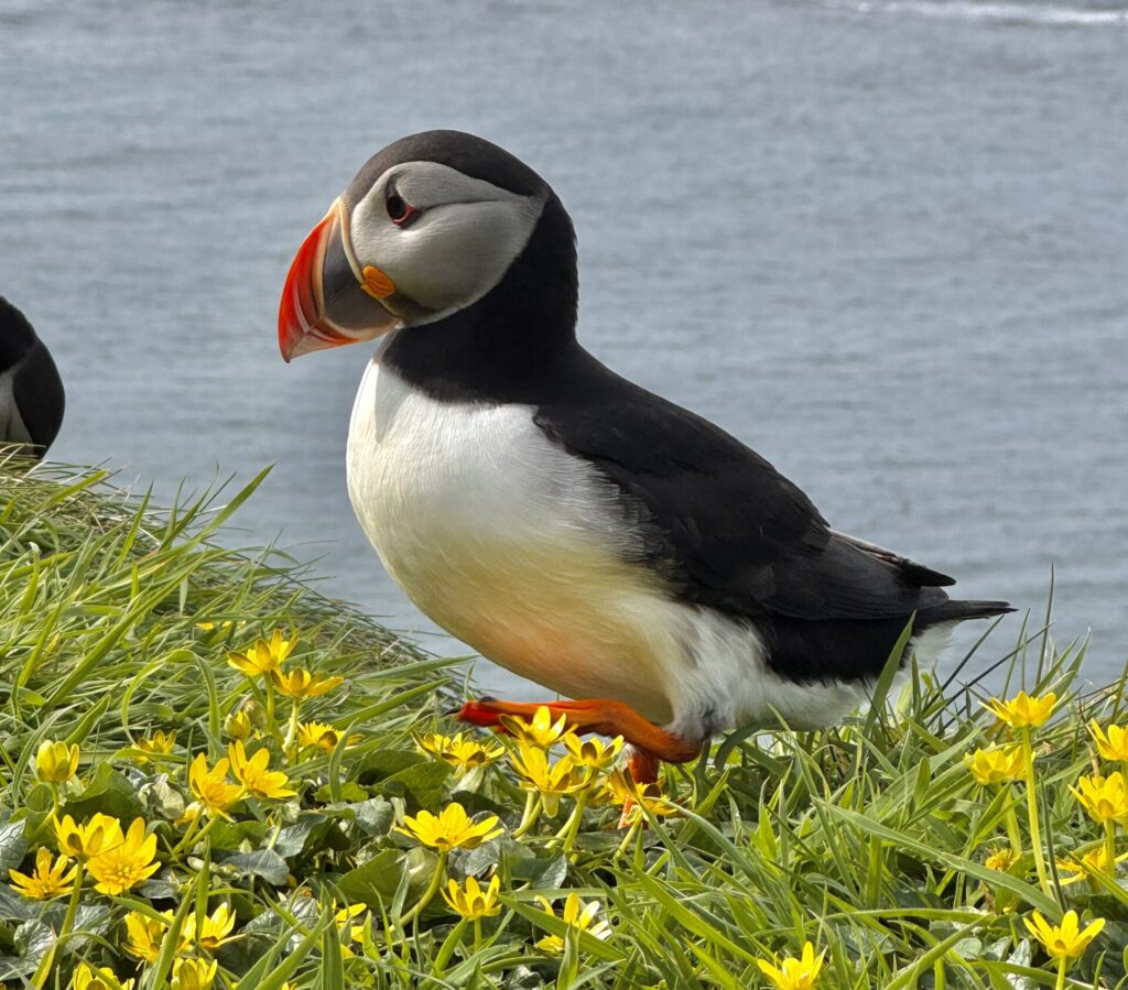 Isle of Lunga Puffin