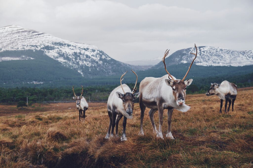 Free roaming reindeer herd in the wild mountain landscape of the Cairngorms Scotland