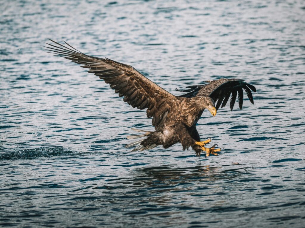 Mull-Sea-Eagle