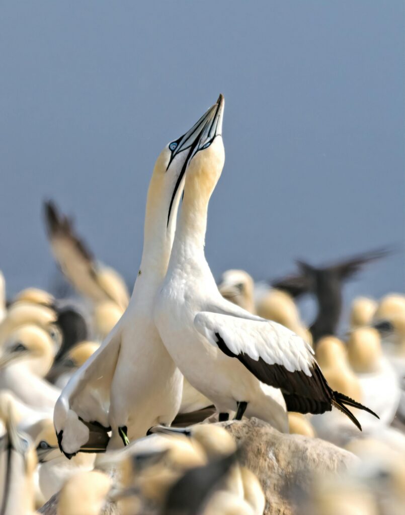Gannet Courtship on Bass Rock