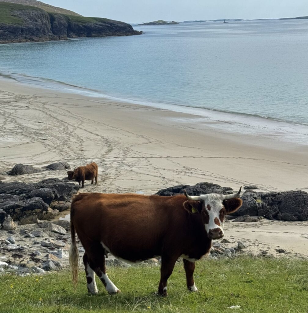 Cows down at Traigh na Cleabhaig