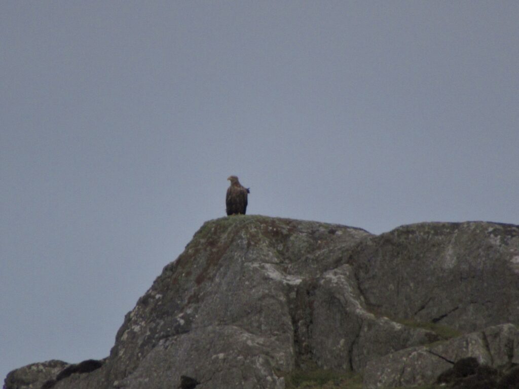 White Tailed Eagle